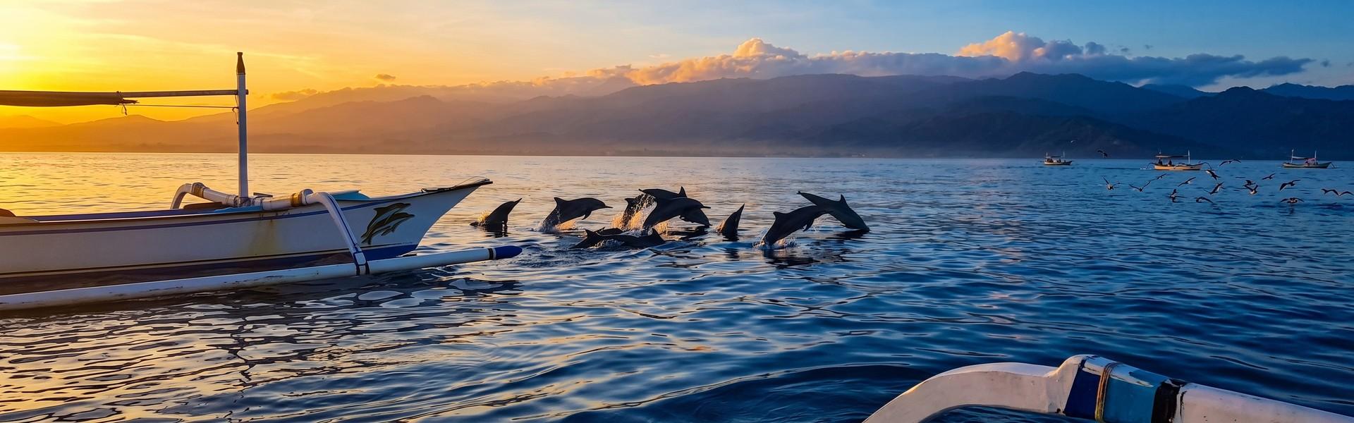 Dolphin's